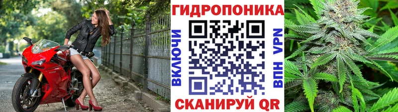 Бошки марихуана Amnesia  Купить закладки  Красный Холм 
